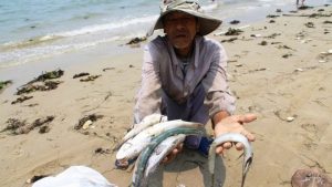cá chết do sự cố môi trường