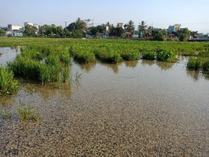sự cố tràn dầu trên đồng ruộng